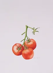 Drie Tomaten aan de Wijnstok, 1997